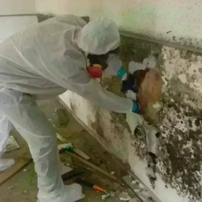 Mold Remediation and Removal in Garrison, MD